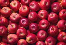 Садовод Светлана Самойлова раскрыла секрет идеального сбора поздних яблок осенью sadovod svetlana samojlova raskryla sekret idealnogo sbora pozdnih yablok osenyu-infovzor-ru-0