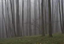 Сергей Усольцев и Даниил Баталов проявляют оптимизм в поисках семьи из Железногорска sergej usolczev i daniil batalov proyavlyayut optimizm v poiskah semi iz zheleznogorska-infovzor-ru-0