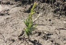 В Свердловской области прошла акция «Сохраним лес» с тысячами саженцев v sverdlovskoj oblasti proshla akcziya sohranim les s tysyachami sazhenczev-infovzor-ru-0