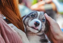 Владивосток помогает бездомным животным в ТРК "Черемушки" vladivostok pomogaet bezdomnym zhivotnym v trk cheremushki-infovzor-ru-0