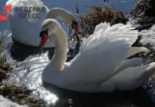 Алена Фионина о важности не кормить лебедей-шипунов в Рязанской области alena fionina o vazhnosti ne kormit lebedejshipunov v ryazanskoj oblasti-infovzor-ru-0