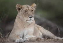 Азиатские львы Гуджарата сталкиваются с вызовами в Гирском лесу aziatskie lvy gudzharata stalkivayutsya s vyzovami v girskom lesu-infovzor-ru-0