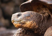 Галапагосская черепаха Gramma, ставшая легендой зоопарка Сан-Диего, ушла в 141 год galapagosskaya cherepaha stavshaya legendoj zooparka sandiego ushla v 141 god-infovzor-ru-0