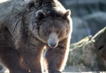 Истории медведей гризли и охотника из Альберты, Канады и Калифорнии istorii medvedej grizli i ohotnika iz alberty kanady i kalifornii-infovzor-ru-0