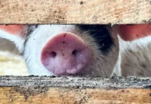 Мерси Агро Сахалин сталкивается с вызовами и ищет новые пути для роста свиноводства Дальнего Востока mersi agro sahalin stalkivaetsya s vyzovami i ishhet novye puti dlya rosta svinovodstva dalnego vostoka-infovzor-ru-0