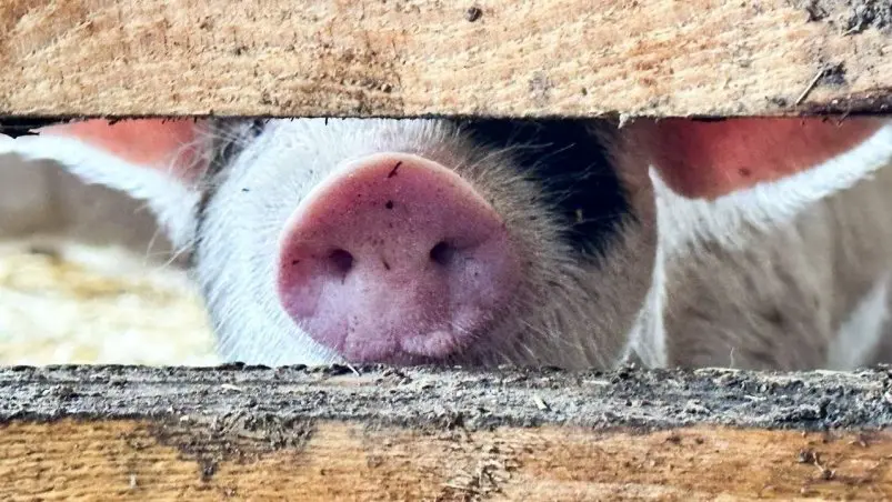 Свинья Анастасия Москалева, ИА ChitaMedia.su