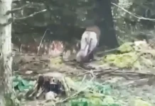 Мышка-ньюфаундленд стала звездой Ирландии после курьеза с полицией myshkanyufaundlend stala zvezdoj irlandii posle kureza s policziej-infovzor-ru-0