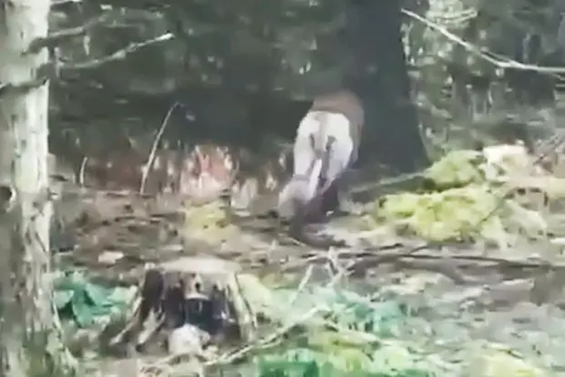 Вводная картинка