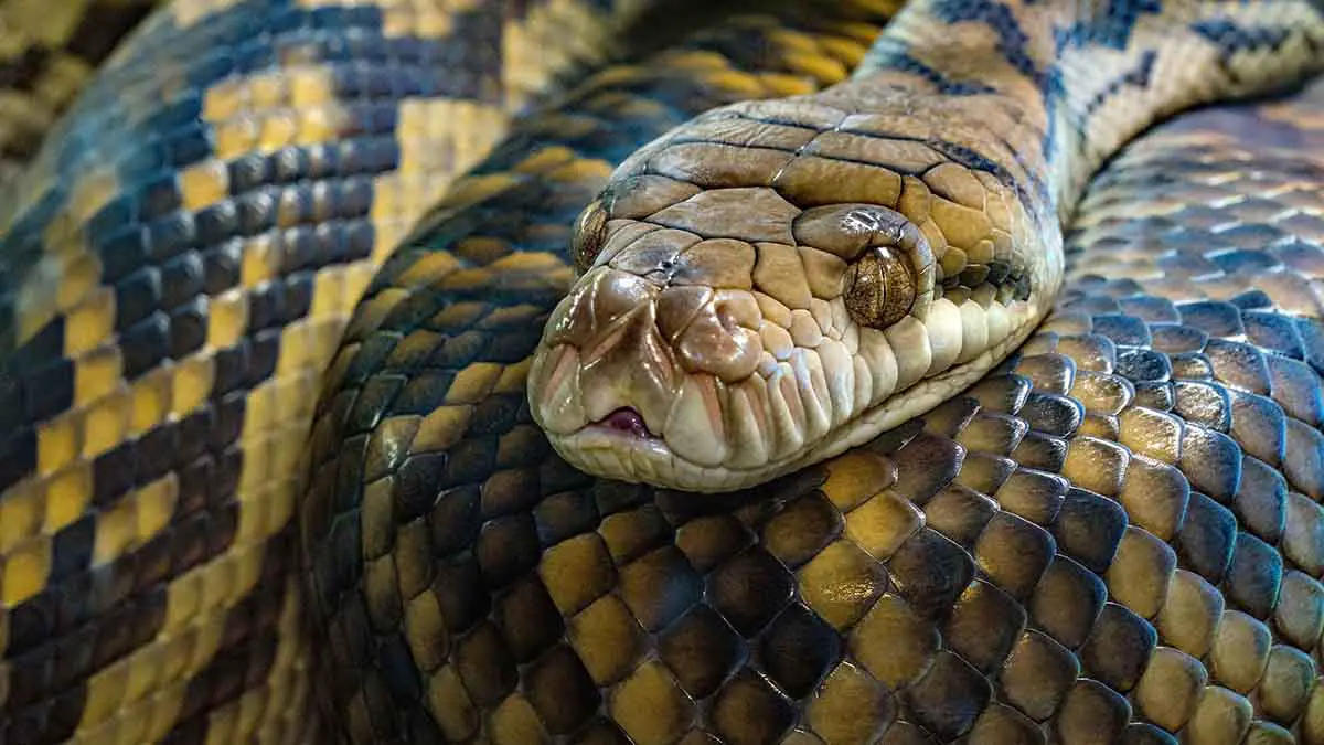 Сингапурец спас кошку от душившего ее питона и извинился перед ним