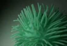 НИУ ВШЭ и Калуга сообщили о двухлетнем носительстве SARS-CoV-2 niu vshe i kaluga soobshhili o dvuhletnem nositelstve 2-infovzor-ru-0