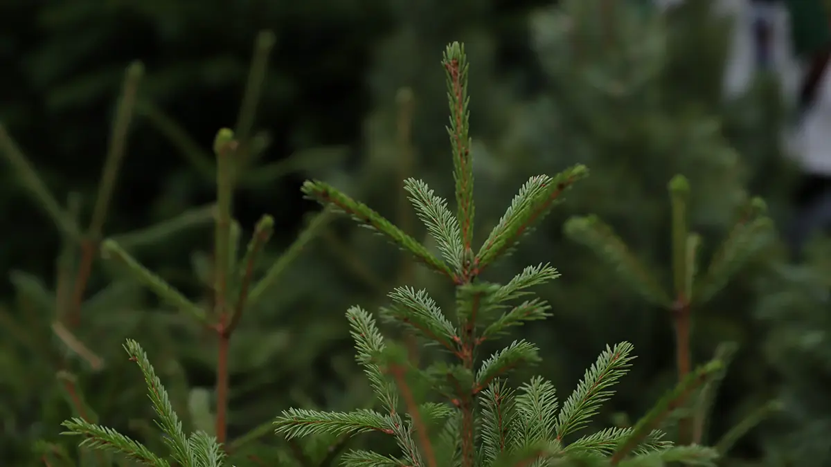 Стало известно, какие елочные игрушки популярны у москвичей в этом сезоне