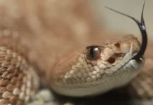 В Московской области змеи задержались с зимней спячкой в теплую осень v moskovskoj oblasti zmei zaderzhalis s zimnej spyachkoj v tepluyu osen-infovzor-ru-0