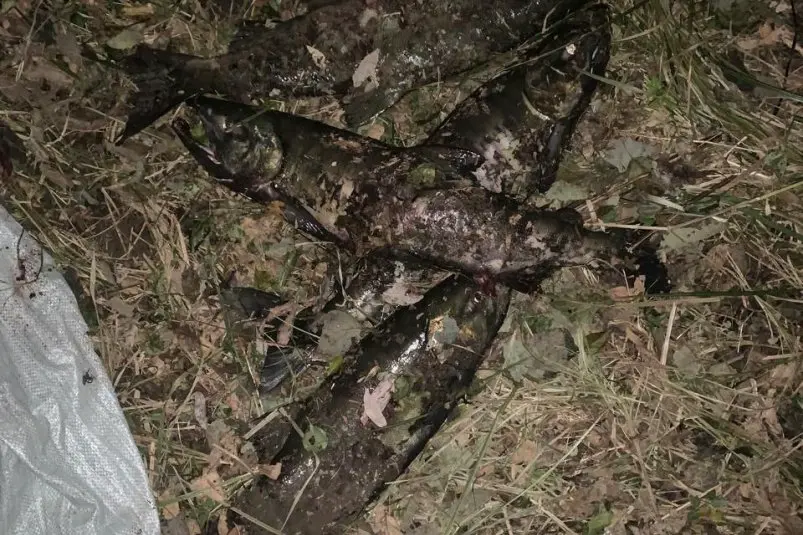 Браконьерский улов ГУ МВД России по Приморскому краю