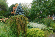 Команда Алексея Вихарева возрождает уникальный уголок Екатеринбурга aleksei viharev sensorni sad0_infovzor