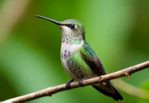 Американские биологи сделали удивительные открытия о самцах колибри Калипта Коста и эффекте Допплера amerikanskie biologi sdelali udivitelnye otkrytiya o samczah kolibri kalipta kosta i effekte dopplera-infovzor-ru-0