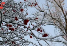 Циклон во Владивостоке принесет снег и потепление cziklon vo vladivostoke prineset sneg i poteplenie-infovzor-ru-0