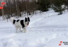 Госдума рассмотрит проект регистрации домашних животных через ВетИС с 2026 года gosduma rassmotrit proekt registraczii domashnih zhivotnyh cherez vetis s 2026 goda-infovzor-ru-0