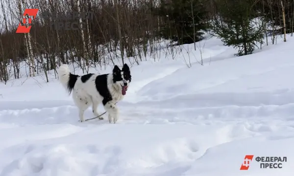 Госдума рассмотрит проект регистрации домашних животных через ВетИС с 2026 года-0