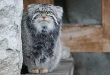 Манул Тимофей из Московского зоопарка и новый термин в словаре — уникальное признание manul timofej iz moskovskogo zooparka i novyj termin v slovare unikalnoe priznanie-infovzor-ru-0