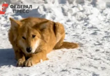 Полиция Нижневартовска и прокуратура Югры ответят на действия трех подростков policziya nizhnevartovska i prokuratura yugry otvetyat na dejstviya treh podrostkov-infovzor-ru-0