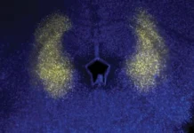 Поющие мыши Алстона раскрывают эволюцию голоса в CSHL poyushhie myshi alstona raskryvayut evolyucziyu golosa v -infovzor-ru-0