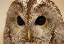 Российские военнослужащие спасли сову на Донбассе и другие добрые подвиги rossijskie voennosluzhashhie spasli sovu na donbasse i drugie dobrye podvigi-infovzor-ru-0