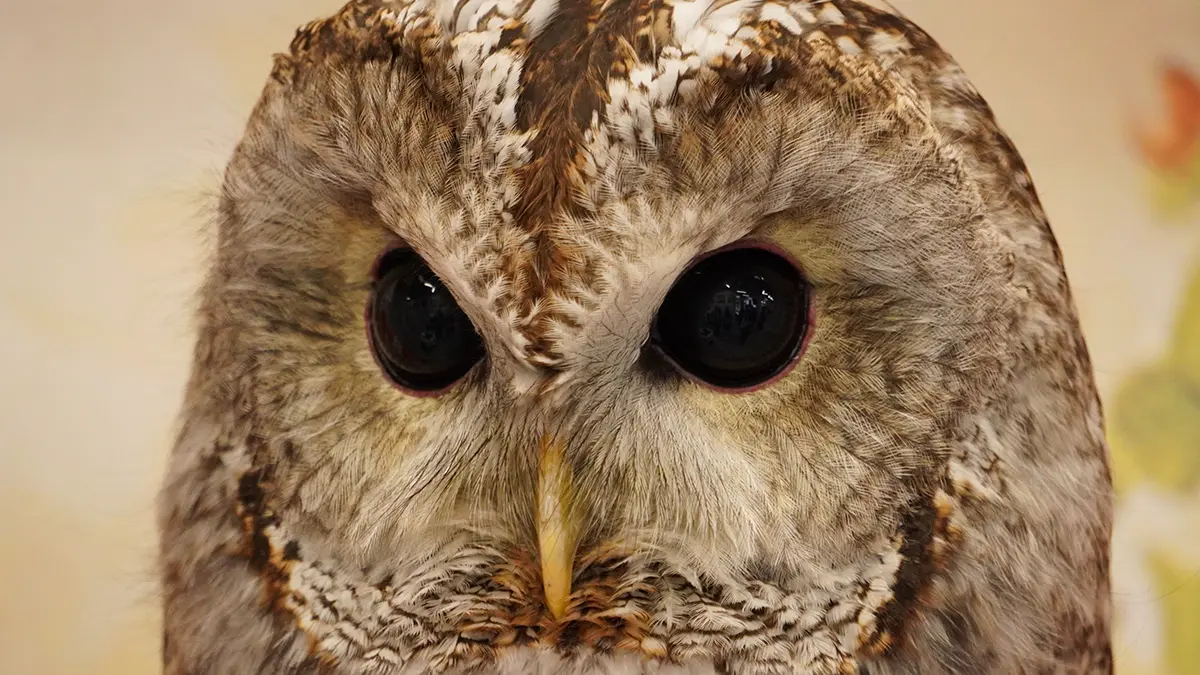 Российские бойцы спасли сову в Донбассе