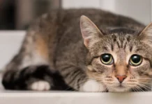 Советы ГБУ «Мосветобъединение» по защите питомцев от елочной мишуры sovety gbu mosvetobedinenie po zashhite pitomczev ot elochnoj mishury-infovzor-ru-0