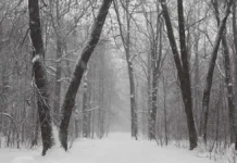 Степан Гилев и Максим Комаров спасли замерзающего в тайге жителя Хабаровска stepan gilev i maksim komarov spasli zamerzayushhego v tajge zhitelya habarovska-infovzor-ru-0