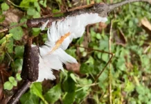 В Щелково вновь обнаружили удивительные ледяные волосы благодаря грибу Exidiopsis effusa v shhelkovo vnov obnaruzhili udivitelnye ledyanye volosy blagodarya gribu -infovzor-ru-0