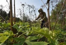 Дачников ждут новые правила и штрафы за борщевик с 2026 года dachnikov zhdut novye pravila i shtrafy za borshhevik s 2026 goda-infovzor-ru-0