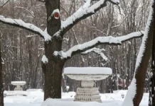 Мягкая погода без осадков ожидает москвичей 26 января myagkaya pogoda bez osadkov ozhidaet moskvichej 26 yanvarya-infovzor-ru-0