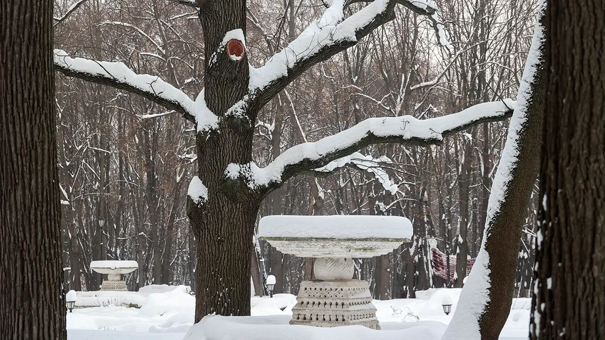 Погода в Москве 26 января 2026 года