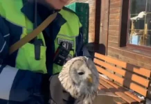 Полиция Иркутской области и Дом природы спасают сову и животных policziya irkutskoj oblasti i dom prirody spasayut sovu i zhivotnyh-infovzor-ru-0