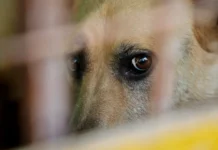 Полиция Уссурийска раскрыла жестокое обращение с собакой policziya ussurijska raskryla zhestokoe obrashhenie s sobakoj-infovzor-ru-0