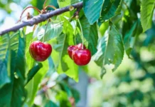 РФФИ поддержал открытие в МГУ штамма PPV-CV rffi podderzhal otkrytie v mgu shtamma -infovzor-ru-0