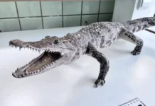 rossiyanka udivila tamozhennikov krasnoyarska krokodilom sredi suvenirov-infovzor-ru-0