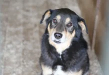 Спасение питомцев Kitty House Хабаровск после коммунальной аварии spasenie pitomczev habarovsk posle kommunalnoj avarii-infovzor-ru-0