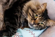 Взгляд специалистов "Бульдога" на рак у животных Владивостока vzglyad speczialistov buldoga na rak u zhivotnyh vladivostoka-infovzor-ru-0