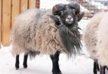 Баран Чарли породы Уэссан обрел дом в Московском зоопарке baran charli porody uessan obrel dom v moskovskom zooparke-infovzor-ru-0