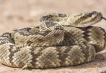 Индия — тайна пропажи девушки и змеи Мукеша Ваяда indiya tajna propazhi devushki i zmei mukesha vayada-infovzor-ru-0