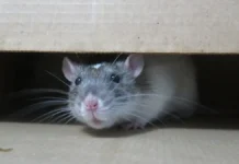 Рейс Scandinavian Airlines вернулся из-за мыши в Стокгольм rejs vernulsya izza myshi v stokgolm-infovzor-ru-0