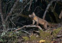 Возвращение прибрежной куницы – успехи в California vozvrashhenie pribrezhnoj kuniczy uspehi v -infovzor-ru-0