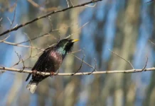 Дмитрий Блюменкранц из РОСБИОТЕХ и МГУ о питании птиц dmitrij blyumenkrancz iz rosbioteh i mgu o pitanii pticz-infovzor-ru-0