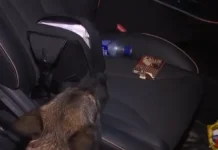 ДПС пресекли перевозку марихуаны водителем каршеринга в Москве dps presekli perevozku marihuany voditelem karsheringa v moskve-infovzor-ru-0