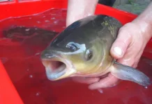 Джейкоб Макки и невероятный рекорд IGFA по ловле белого амура в Айове dzhejkob makki i neveroyatnyj rekord po lovle belogo amura v ajove-infovzor-ru-0