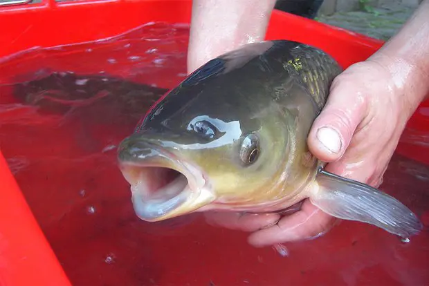 Вводная картинка