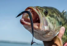 Джулия Бернстин установила мировой рекорд по ловле малоротого буффало dzhuliya bernstin ustanovila mirovoj rekord po lovle malorotogo buffalo-infovzor-ru-0