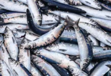 Экспорт скумбрии, минтая и трески из РФ в Корею достиг максимума eksport skumbrii mintaya i treski iz rf v koreyu dostig maksimuma-infovzor-ru-0