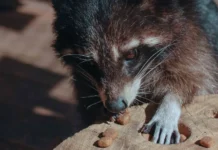 Енот Света и питомцы Городской фермы ВДНХ дружат и радуют enot sveta i pitomczy gorodskoj fermy vdnh druzhat i raduyut-infovzor-ru-0